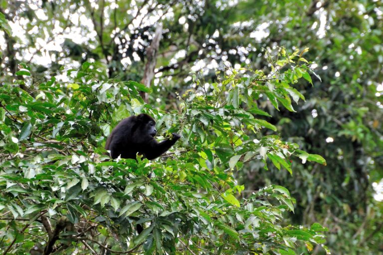 2006-tortuguero-011_30791466640_o