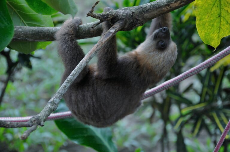 caribe-sur_50215434758_o-768x510